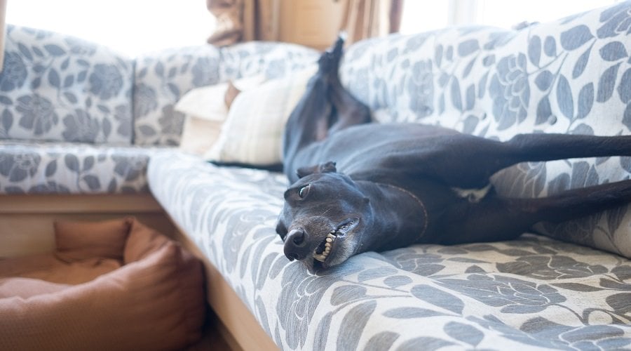 Greyhound Being Lazy