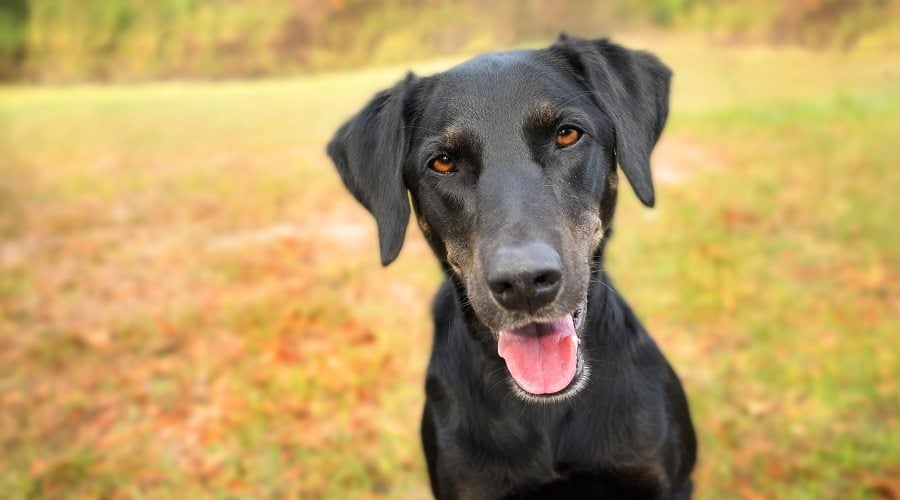 Greyhound Doberman