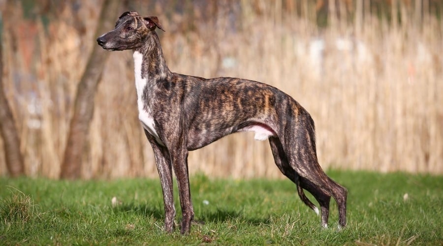 Greyhound Dog standing tall in lawn