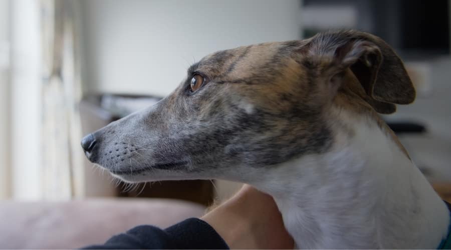 Greyhound Hugging Owner