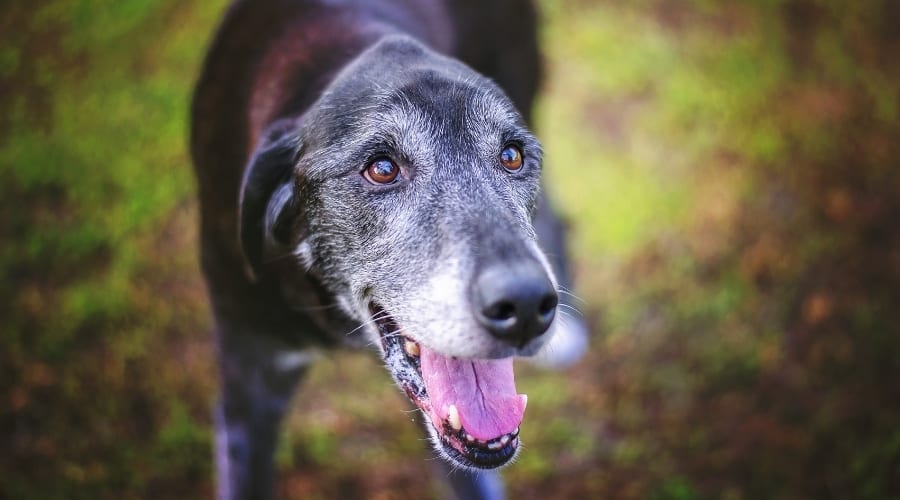 Greyhound Lab Mix Outside Senior Dog