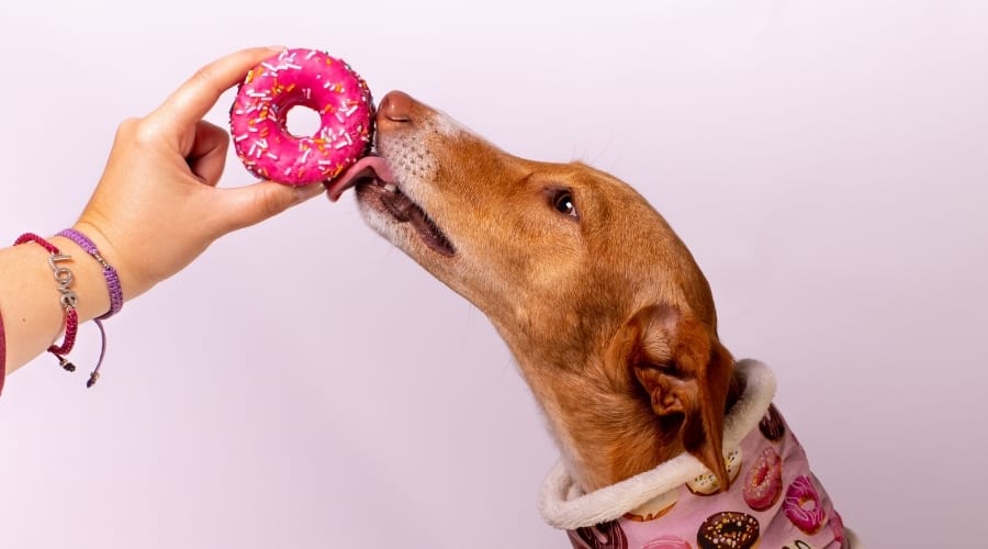Greyhound Licking a Pink Frosted Sweet
