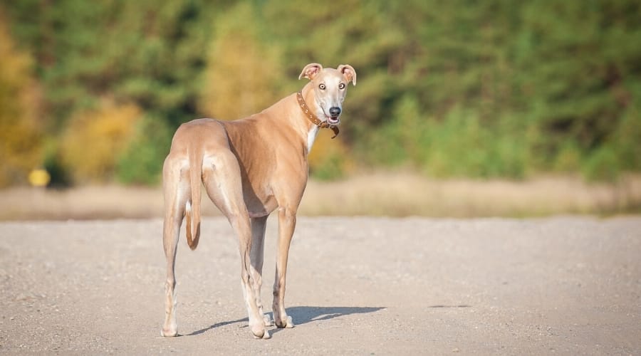 Greyhound looking back at camera.