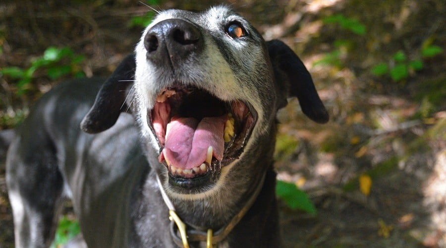 Greyhound Mastiff Mix