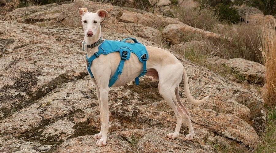 Greyhound in Outdoors Exercising