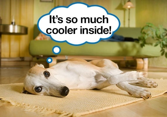 Greyhound laying on lounge room floor on a hot day