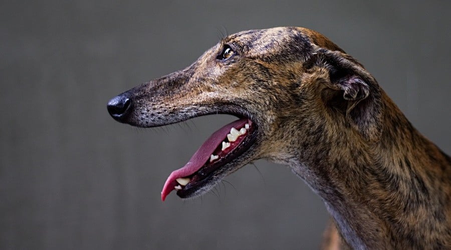 Greyhound with Bad Breath