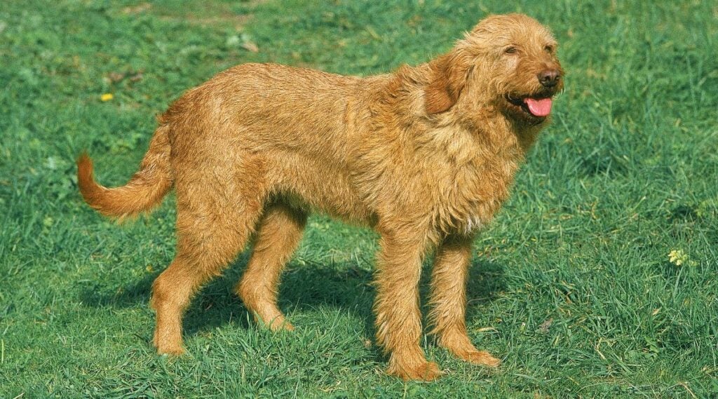 Griffon Fauve De Bretagne standing in the grass smiling