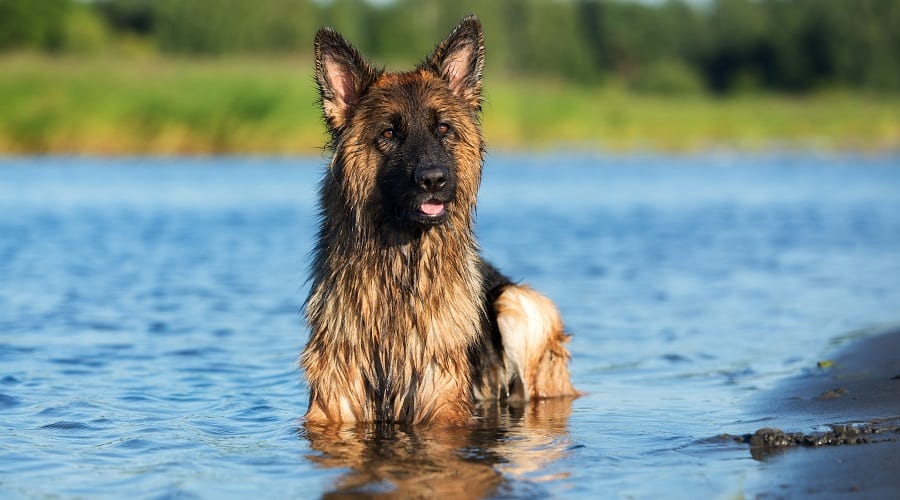 Grooming For Long Haired German Shepherd Dogs