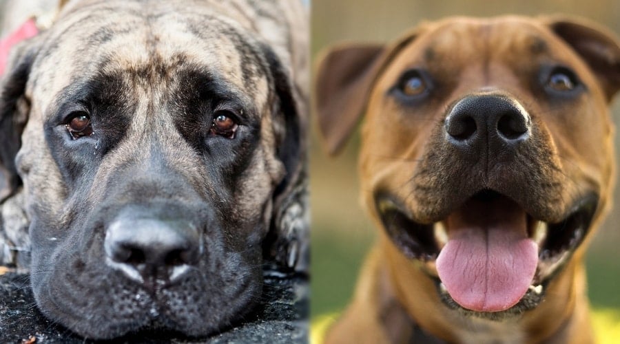 Grooming Mastiff compared to Pitbull