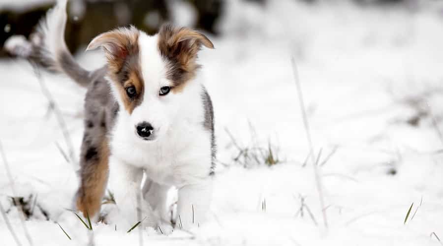 Grooming Needs For Augie
