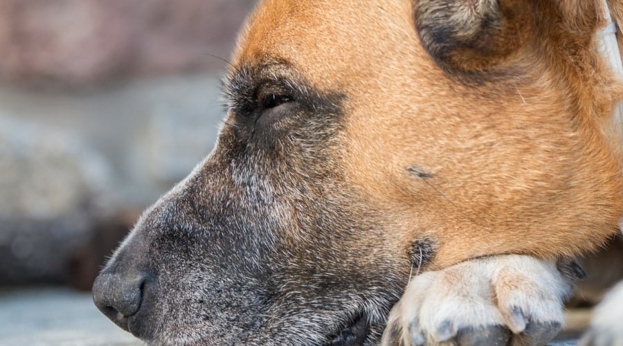 Grooming Your Boxer Shepherd