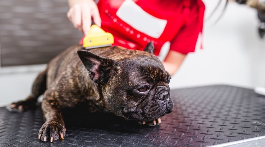 Grooming a Frenchie