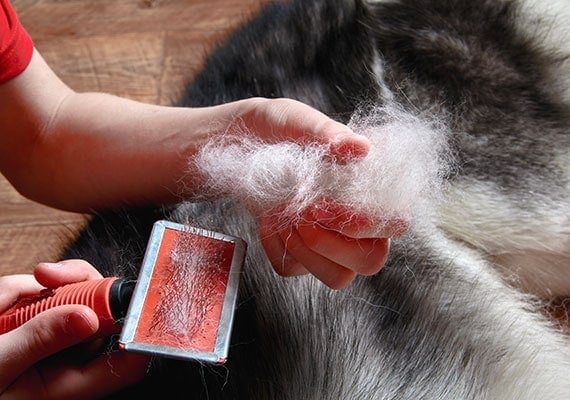 Grooming a Siberian Husky with a brush and removing a handful of dog hair