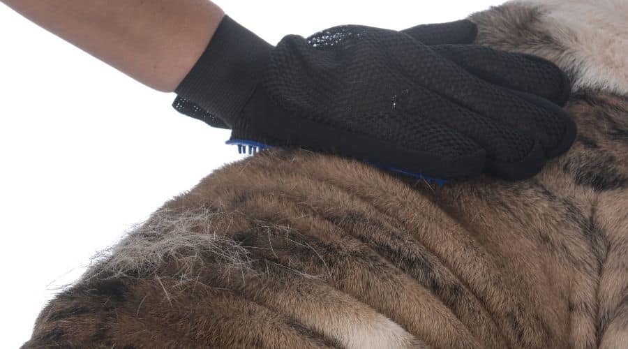 Grooming glove brushing the back of an English Bulldog