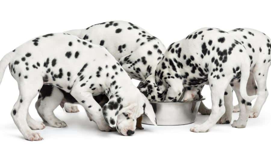 Group of Dalmatian puppies eating all together, isolated on white