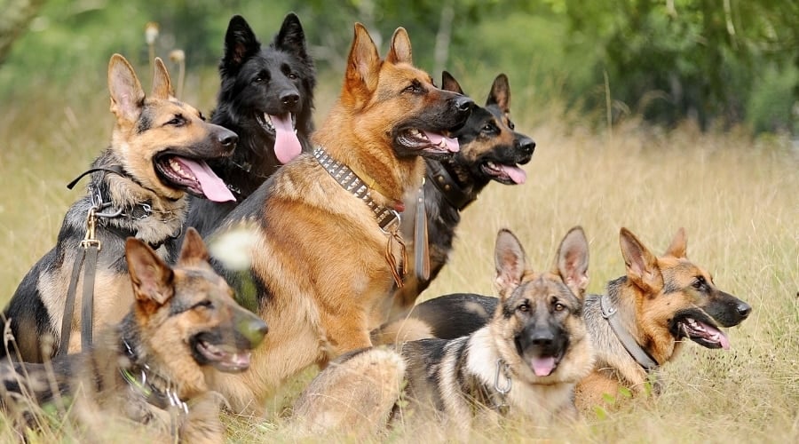 Group of Working Dogs