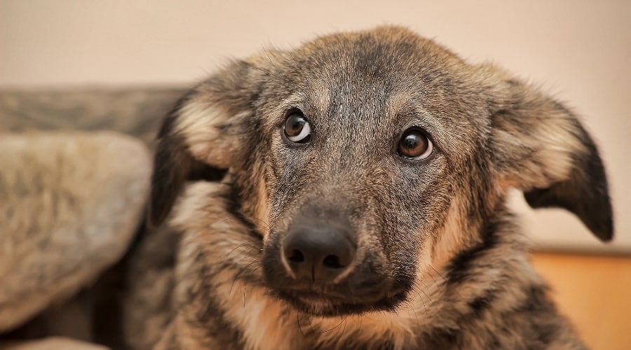 Yikes! My Dog Just Ate Tin Foil! What Should I Do Now? Canine Journal