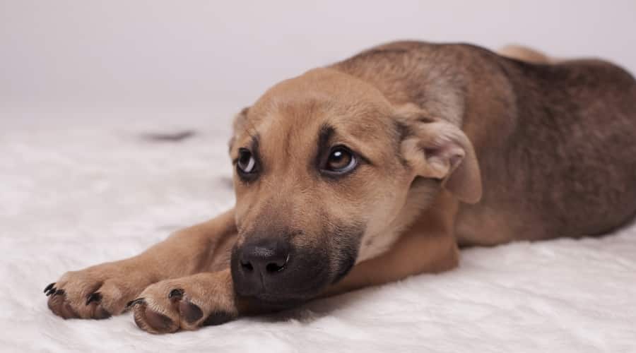 Guilty Dog Looking up at Camera