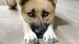Why Do Dogs Cover Their Face? The Truth Behind The “Dog Facepalm ...