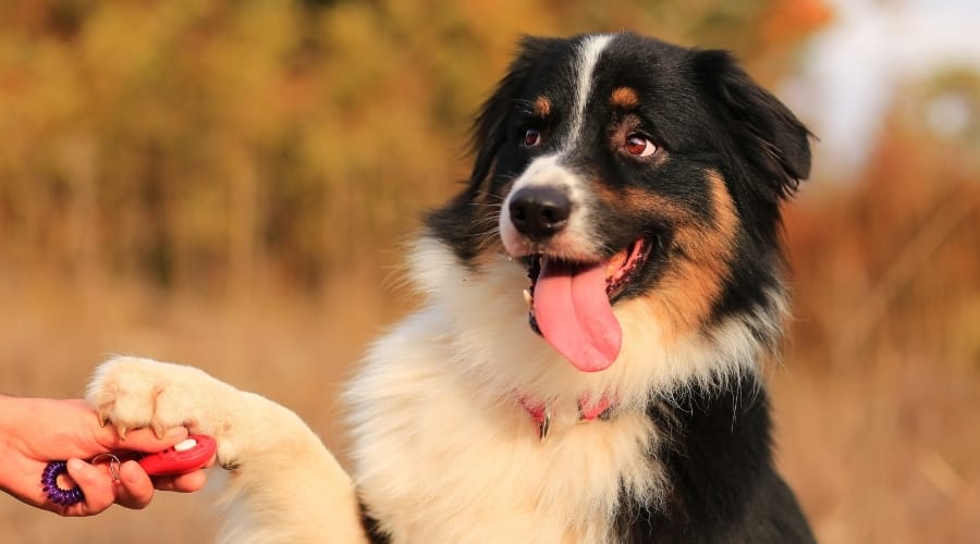 Guilty Dog with Owner