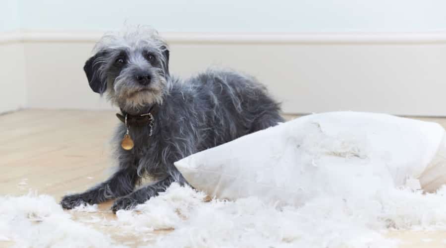 Guilty Gray Dog Near Torn Up Pillow
