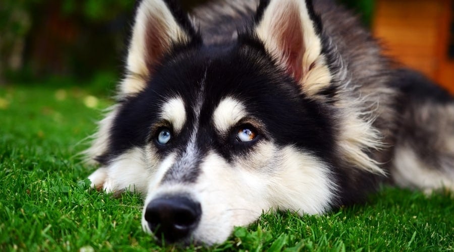 Guilty Husky in Grass