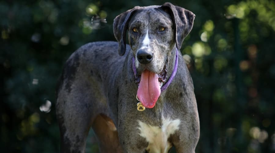 Hairy Grey Dog Needing Groomed