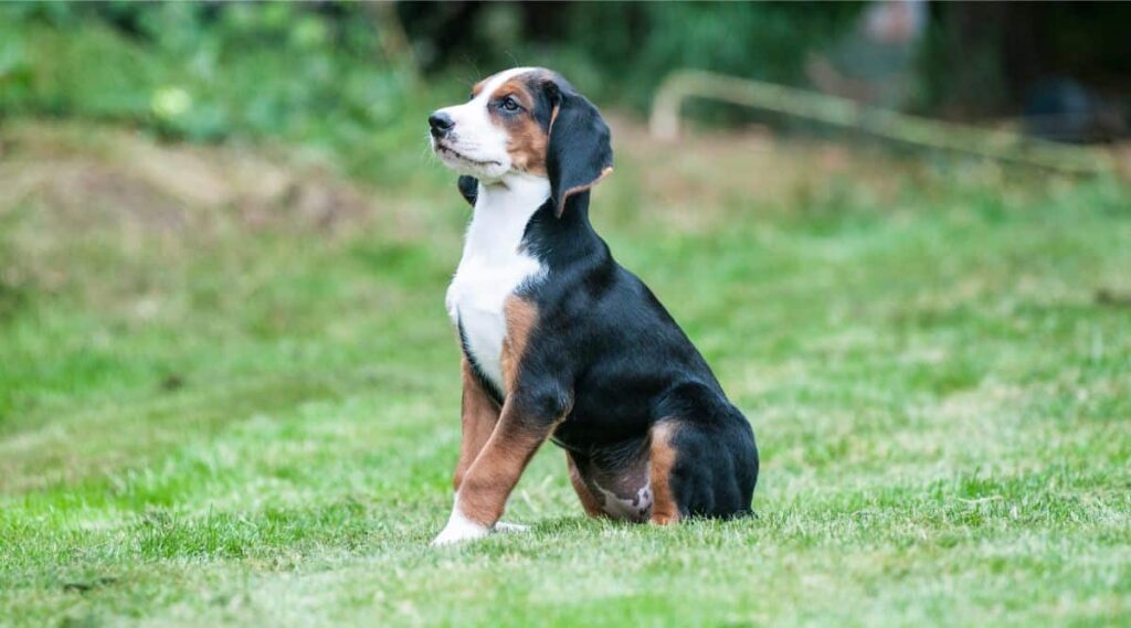 Hamiltonstovare Puppy sitting outside in the grass