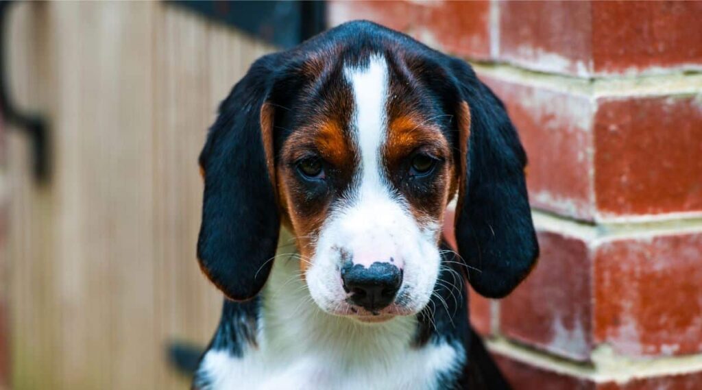 Hamiltonstovare Size and Appearance up close face of a puppy outside with brick wall behind
