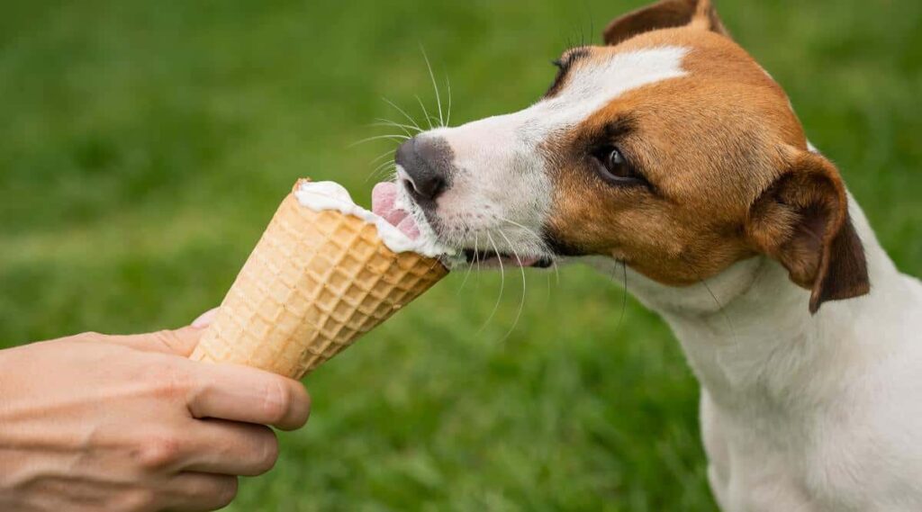 Hand letting spotted dog lick ice cream cone outside on the grass
