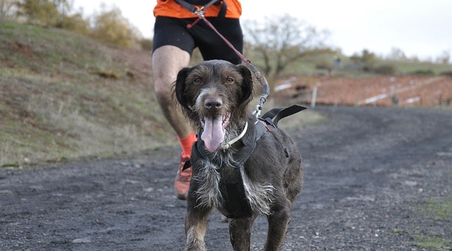 Running With Leashed Dog on Harness