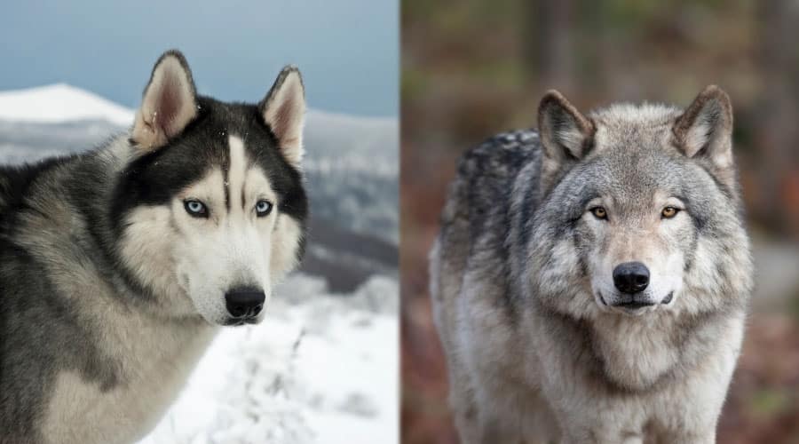 Handsome Animals in the Cold