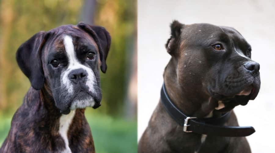 Handsome Dark Dogs Close Up