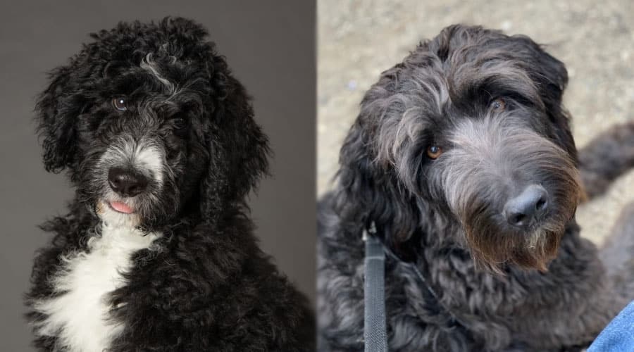 Handsome Dark Dogs Looking at Camera