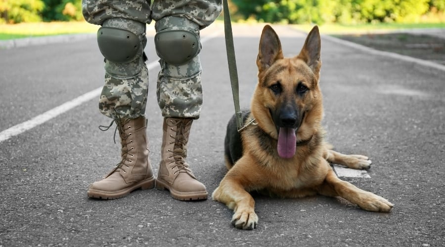 German Shepherd dog laying next to military person.