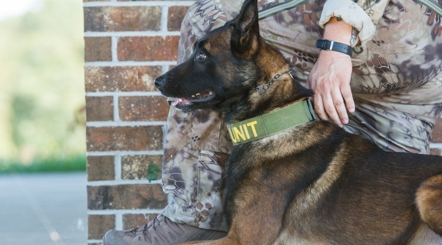 Belgian Malinois sitting next to military person.