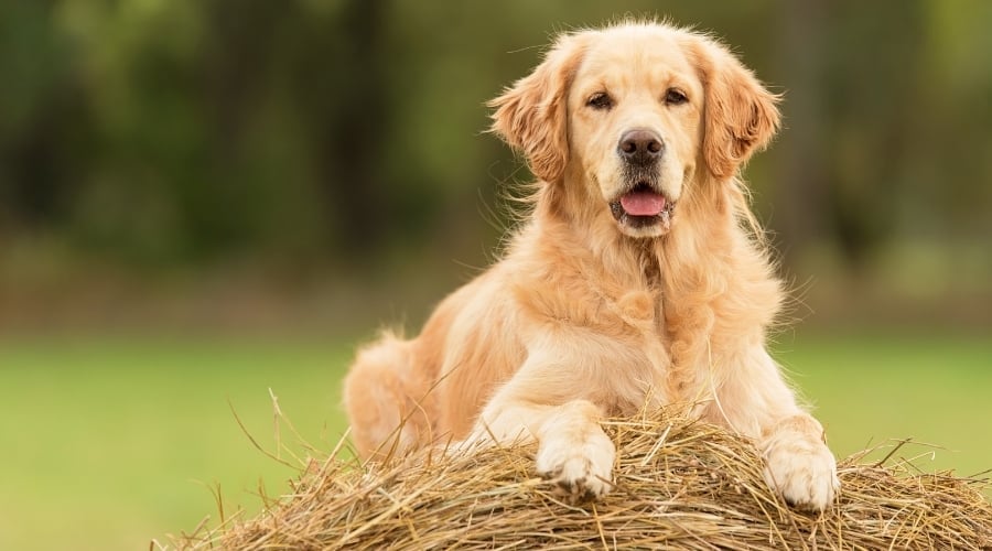 Handsome Dog Sitting on a Haystack