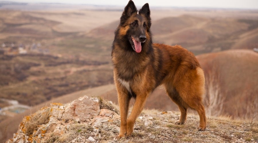 Handsome Dog Standing on Dry Terrain