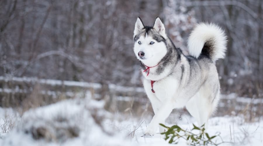 Handsome Dog Walking in the Snow