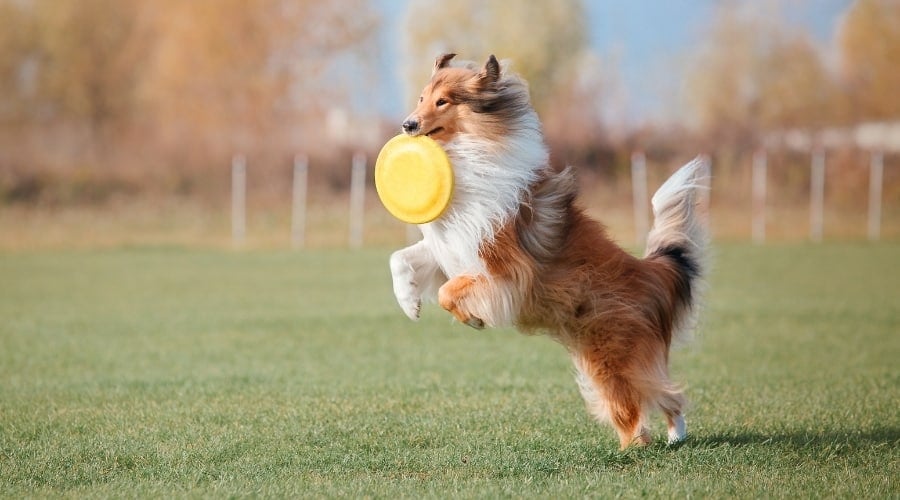 Handsome Dog With Yellow Disc in Its Mouth
