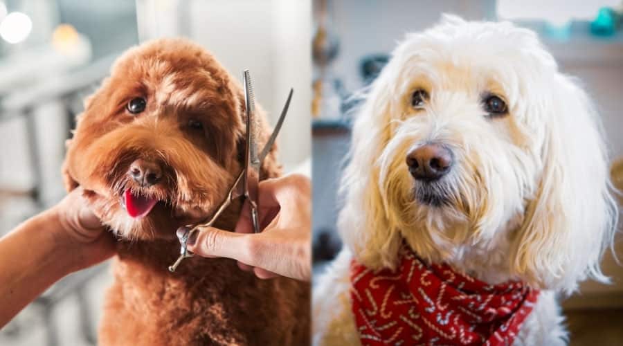 Handsome Dogs Being Groomed