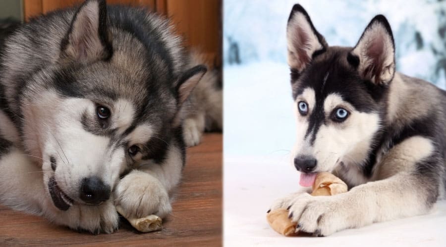 Handsome Dogs Chewing on Bones