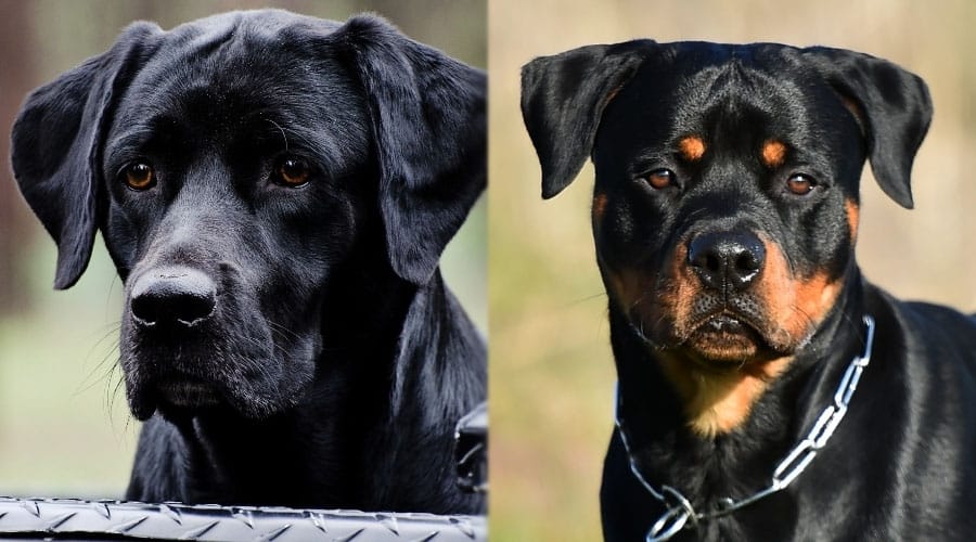 Handsome Dogs Close Up