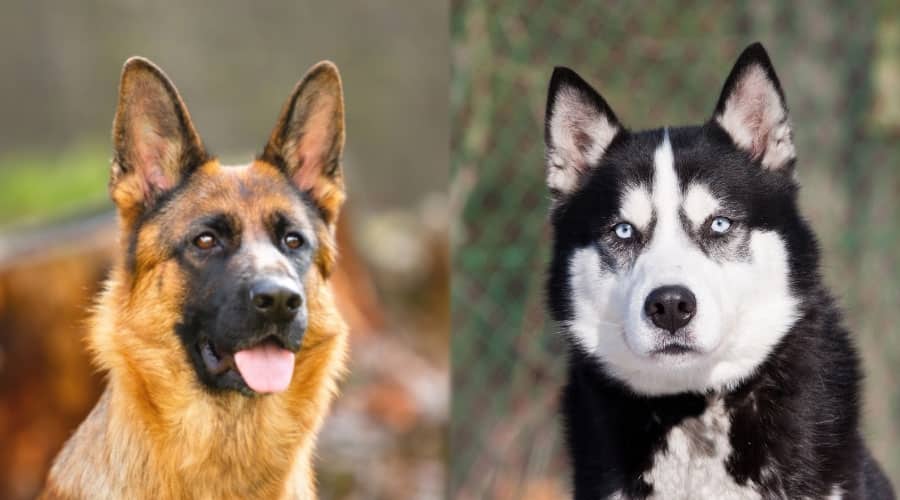 Handsome Dogs Faces