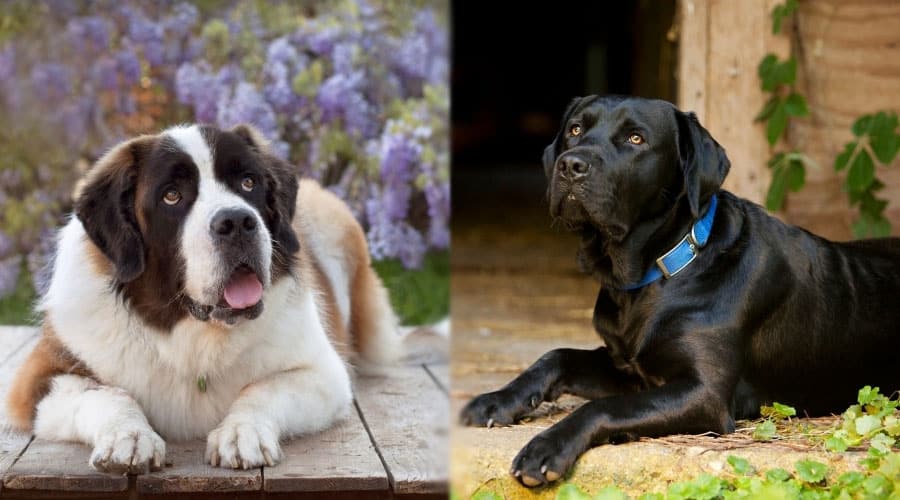 Handsome Dogs Lookin Up
