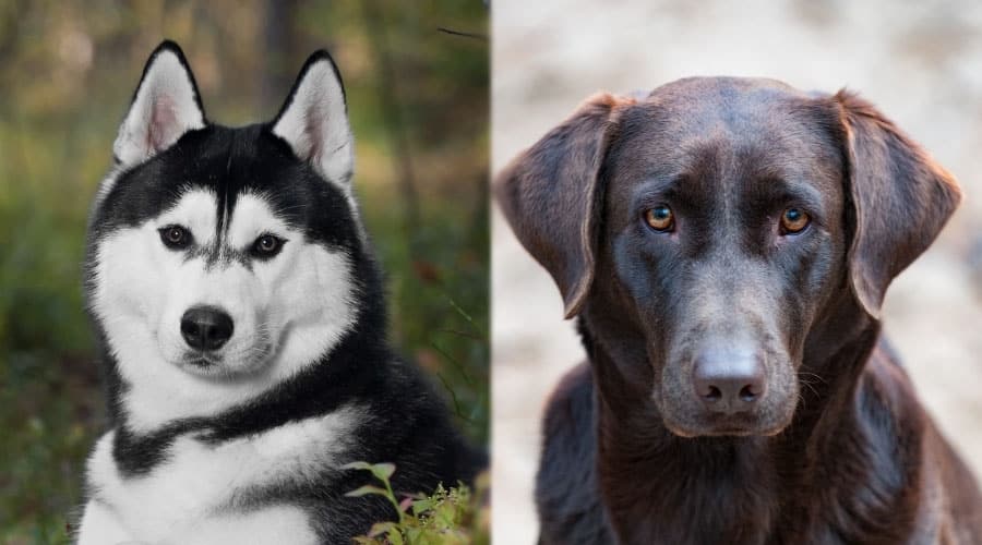 Handsome Dogs Looking at Camera