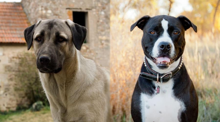 Handsome Dogs Looking at the Camera