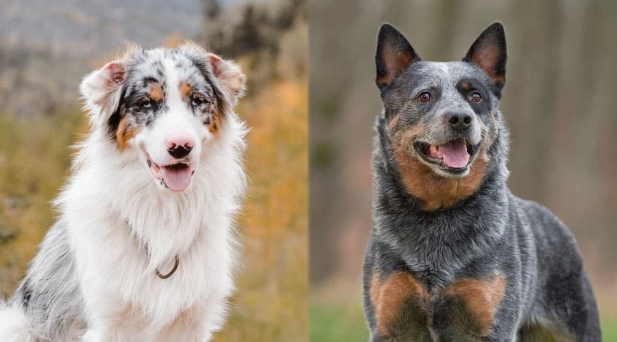 Handsome Dogs Outdoors