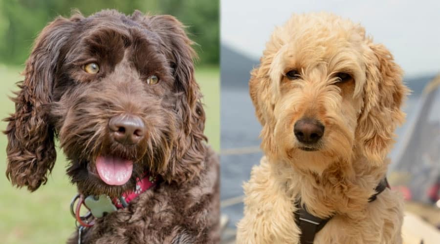 Handsome Dogs Outdoors